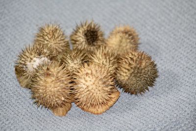 High angle view of dried fruits on plant