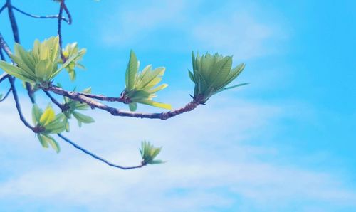 Low angle view of tree against clear sky