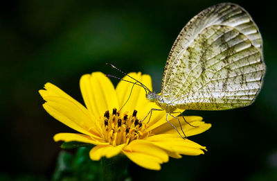 Close-up of butterfly pollinating on yellow flower