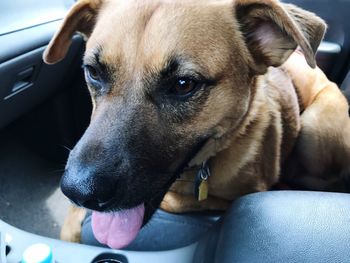 Close-up of dog in car