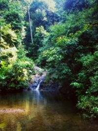 Scenic view of river amidst trees in forest