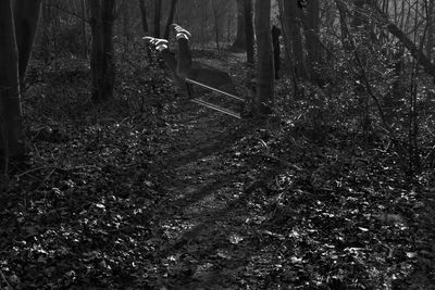 Man standing by tree trunk in forest