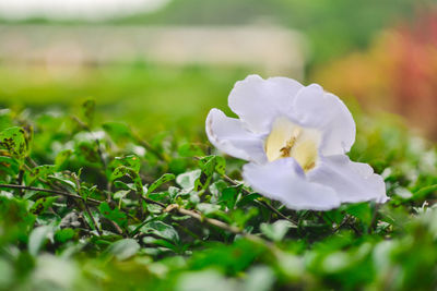 Close-up of white flower blooming outdoors