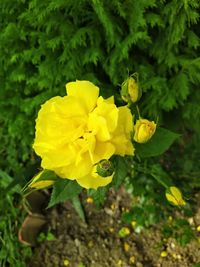 Close-up of yellow flowering plant