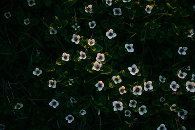 Full frame shot of plants