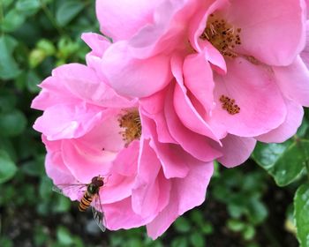 Close-up of pink flowers