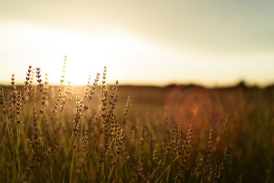 Lavender fields. summer sunset landscape in brihuega, guadalajara