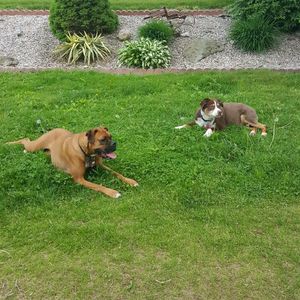 Dog on grassy field