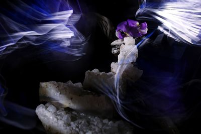 Close-up of jellyfish against black background