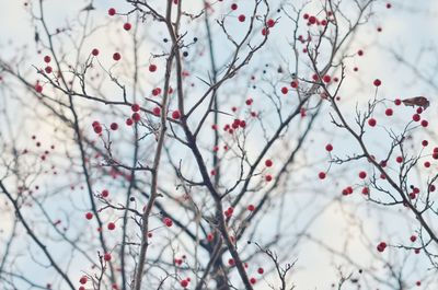 Low angle view of snow covered tree