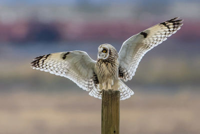 Short eared owl