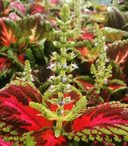 Close-up of red leaves