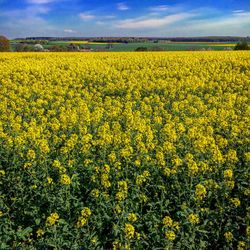 Scenic view of oilseed rape field against sky