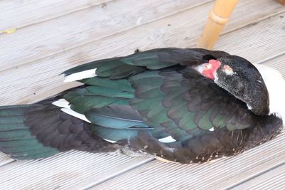 High angle view of bird on wood