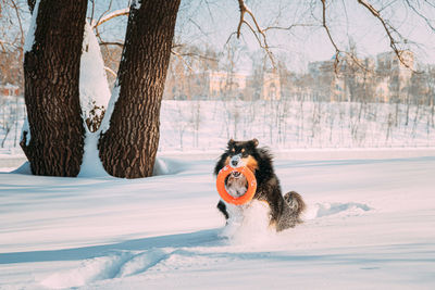 Dog on snow covered field