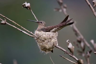 Close-up of bird perching on branch. giant hummingbird nesting