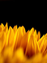 Close-up of yellow flower against black background