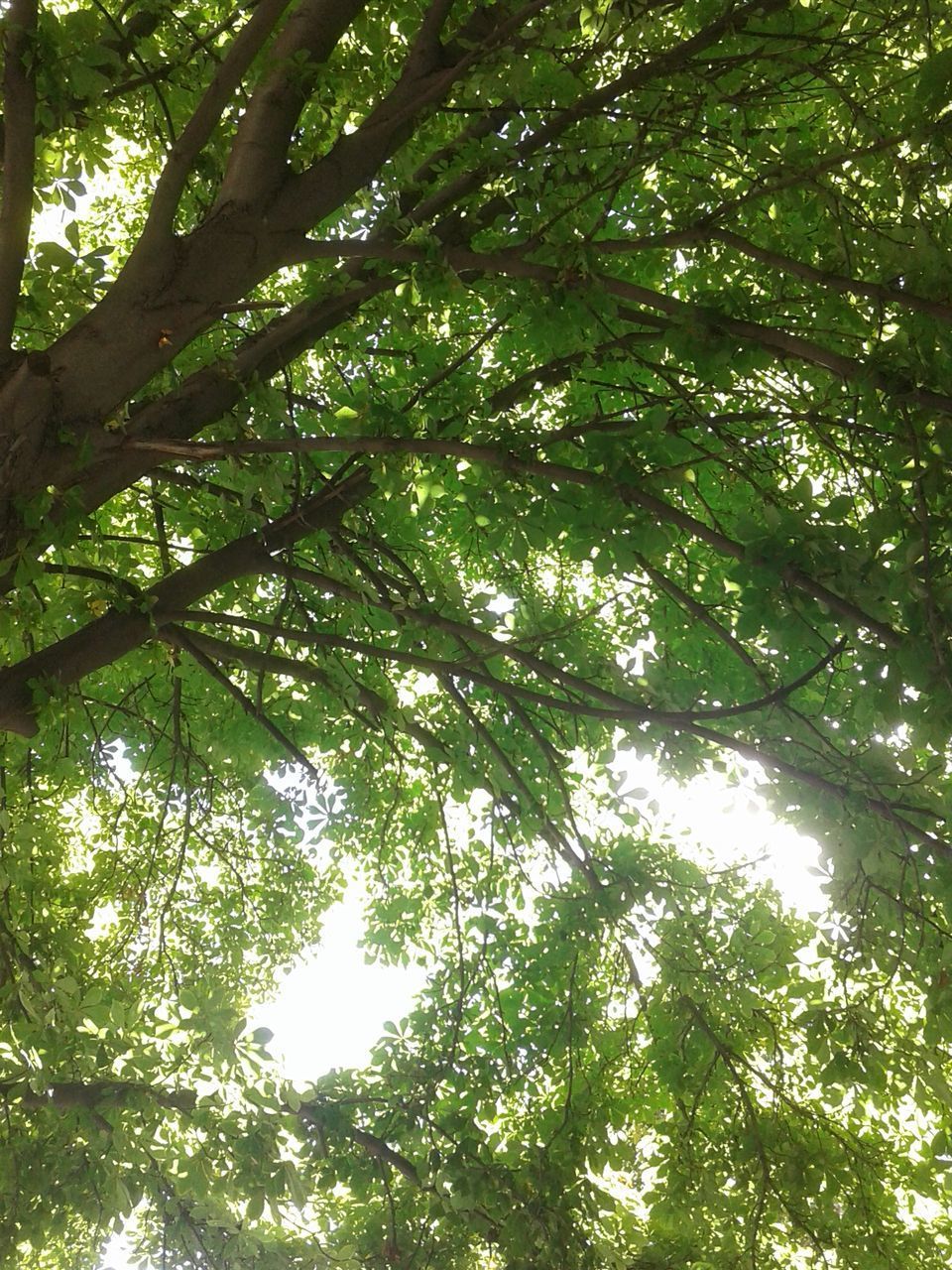 LOW ANGLE VIEW OF BAMBOO TREES