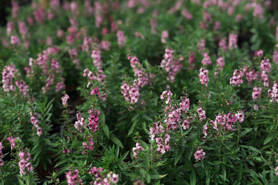 Close-up of pink flowering plants on field