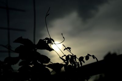 Low angle view of silhouette plants against sky at sunset