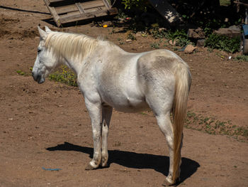horse
