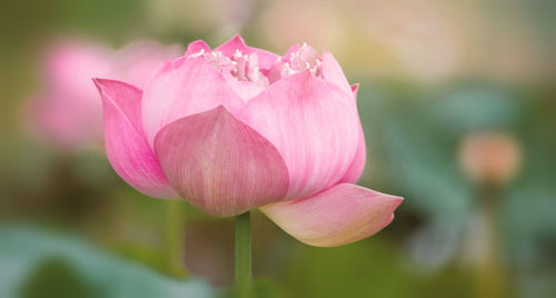 Close-up of pink lotus water lily