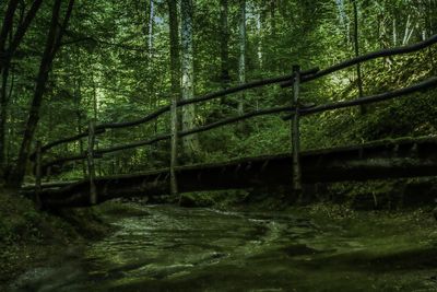 Scenic view of river amidst trees in forest