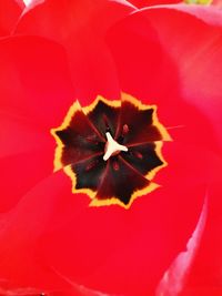 Close-up of red hibiscus