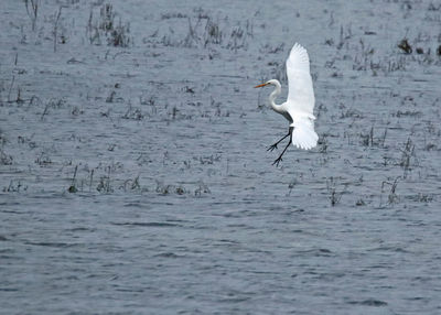 White swan flying over lake