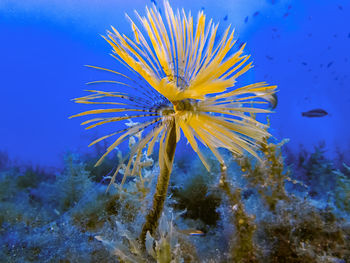 Spiral tubeworm 