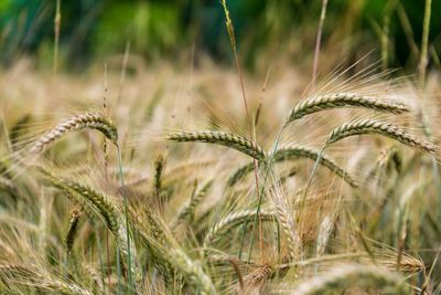 Close-up of wheat growing on field