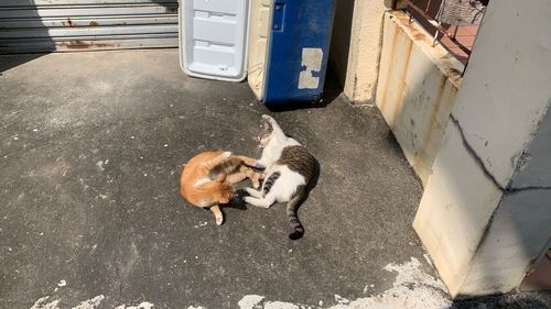 High angle view of a dog on street