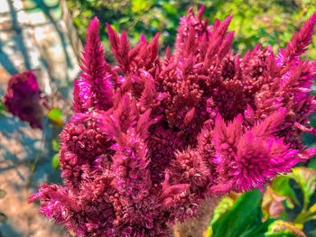 Close-up of pink flowering plant in garden