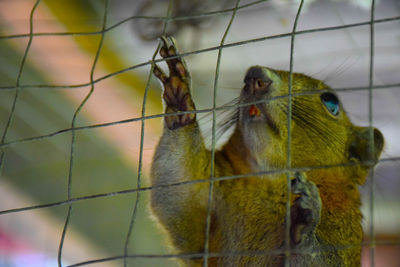 Close-up of monkey in cage