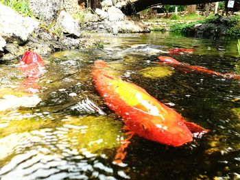 Close-up of koi carps swimming in pond