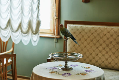 Close-up of bird perching on table at home