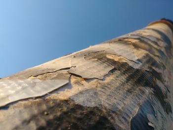 Low angle view of tree trunk against clear blue sky