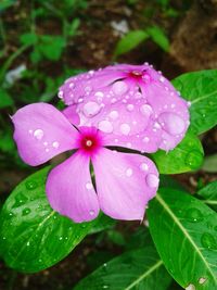 Close-up of wet pink flower blooming outdoors