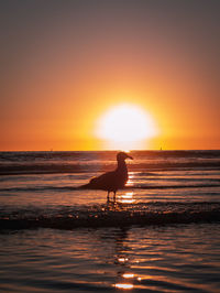 Silhouette bird on beach against sky during sunset