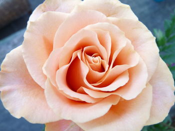 Close-up of rose blooming outdoors