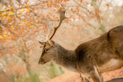 Deer in a forest