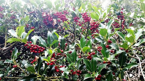 Red berries growing on tree