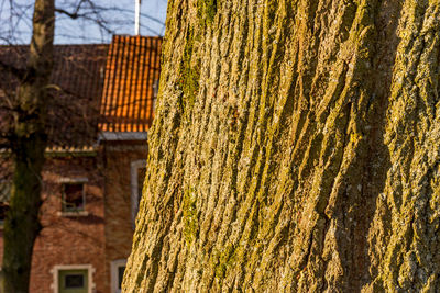 Close-up of moss growing on tree trunk