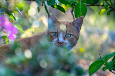 Portrait of a cat