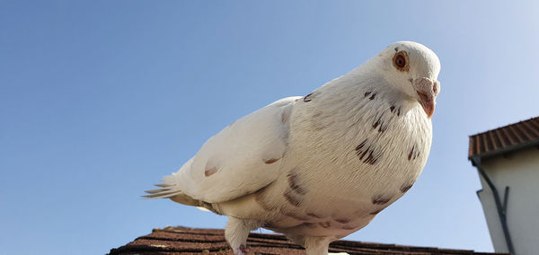 Low angle view of pigeon perching against clear sky