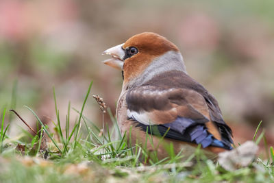 Close-up of a bird on grass