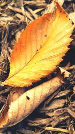 Close-up of maple leaves