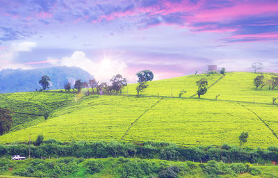 Scenic view of field against sky