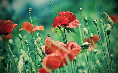 Close-up of red poppy flowers on field