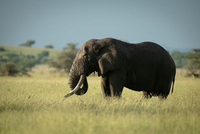 African bush elephant stands eating in grass